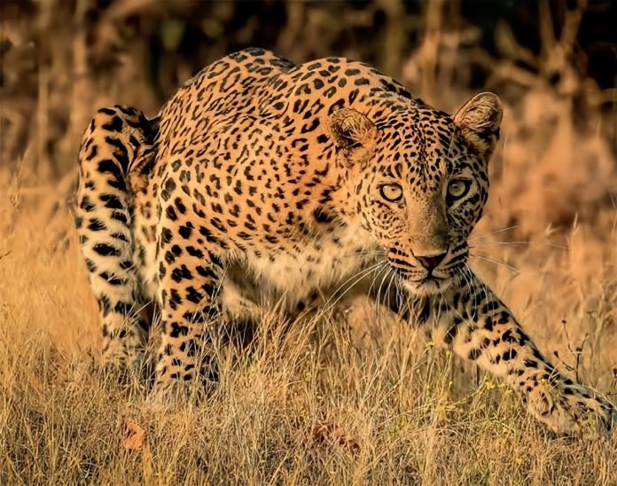 Did you know? In the 15th century, during the time of Mughal Emperor Akbar, had nearly 1,000 Cheetahs in captivity and had collected 9,000 cheetahs during his 50-year rule.